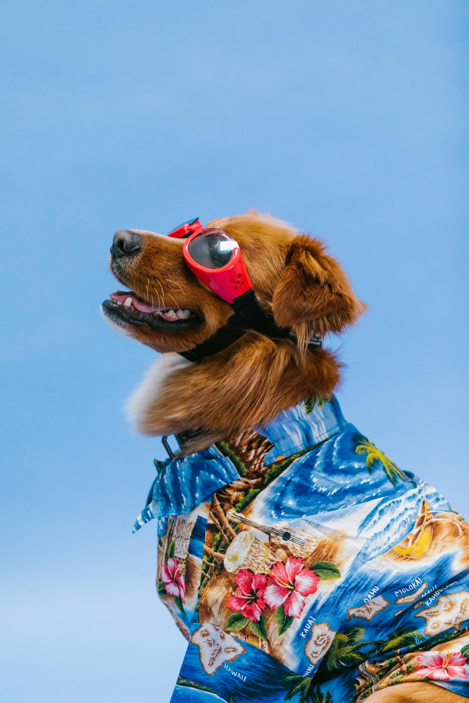 Pet Apparel