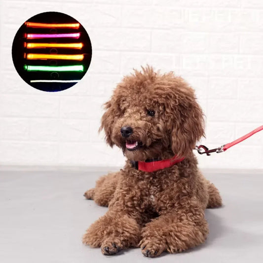 Small Dog Light Collar Leash - Training, Support