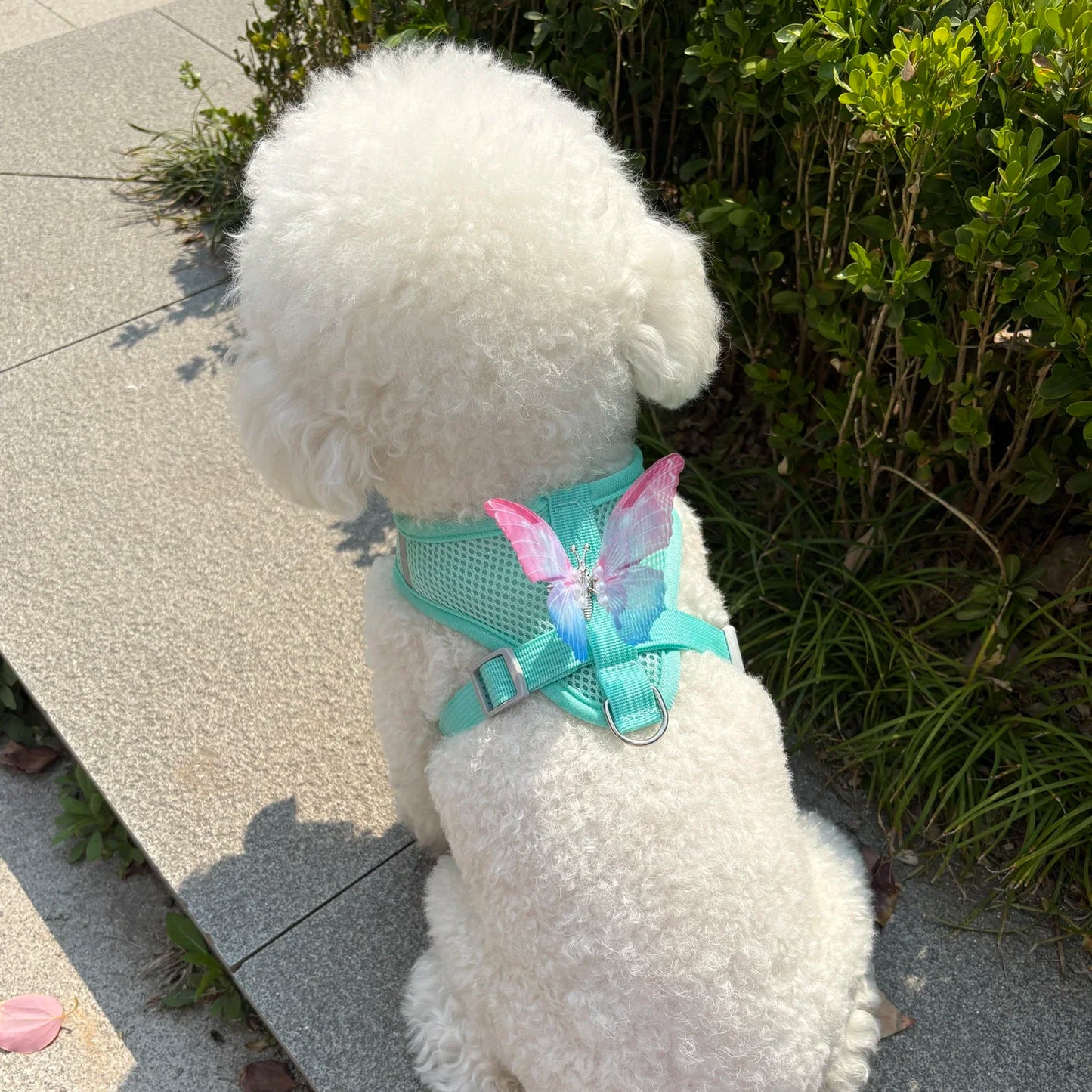 Cute Breathable Butterfly Dog Harness For Small Dogs